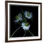 Nigella-Magda Indigo-Framed Photographic Print