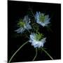 Nigella-Magda Indigo-Mounted Photographic Print