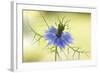 Nigella-Mandy Disher-Framed Photographic Print