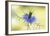 Nigella-Mandy Disher-Framed Photographic Print