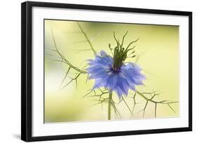 Nigella-Mandy Disher-Framed Photographic Print