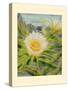 Night Blooming Cereus - Honolulu Queen of the Night - Vintage Hawaiian Airbrush Art, 1940s-Ted Mundorff-Stretched Canvas