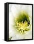 Night Blooming Cereus, Tucson, Arizona, USA-Peter Hawkins-Framed Stretched Canvas