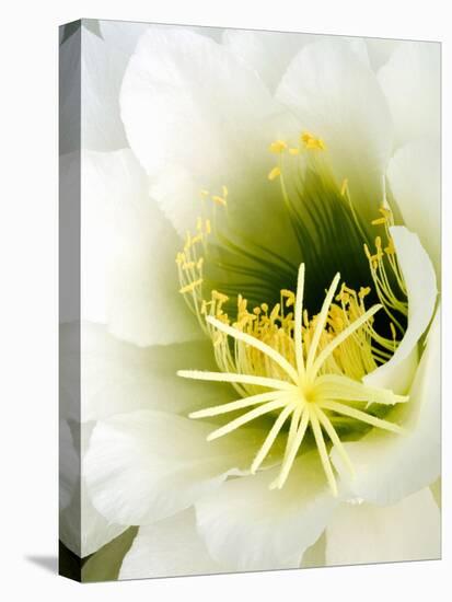 Night Blooming Cereus, Tucson, Arizona, USA-Peter Hawkins-Stretched Canvas
