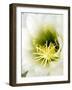 Night Blooming Cereus, Tucson, Arizona, USA-Peter Hawkins-Framed Photographic Print