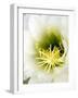 Night Blooming Cereus, Tucson, Arizona, USA-Peter Hawkins-Framed Photographic Print