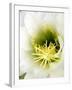 Night Blooming Cereus, Tucson, Arizona, USA-Peter Hawkins-Framed Photographic Print