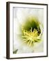 Night Blooming Cereus, Tucson, Arizona, USA-Peter Hawkins-Framed Photographic Print