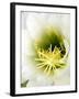 Night Blooming Cereus, Tucson, Arizona, USA-Peter Hawkins-Framed Photographic Print