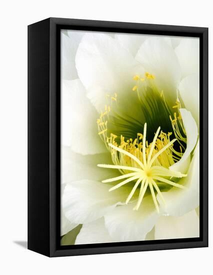 Night Blooming Cereus, Tucson, Arizona, USA-Peter Hawkins-Framed Stretched Canvas