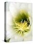 Night Blooming Cereus, Tucson, Arizona, USA-Peter Hawkins-Stretched Canvas