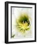 Night Blooming Cereus, Tucson, Arizona, USA-Peter Hawkins-Framed Photographic Print