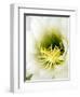 Night Blooming Cereus, Tucson, Arizona, USA-Peter Hawkins-Framed Photographic Print