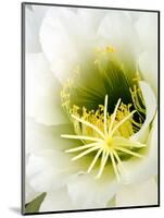 Night Blooming Cereus, Tucson, Arizona, USA-Peter Hawkins-Mounted Photographic Print