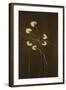 Night Blossoms I-Sarah Stockstill-Framed Art Print