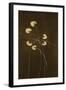 Night Blossoms I-Sarah Stockstill-Framed Art Print