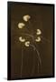 Night Blossoms I-Sarah Stockstill-Framed Art Print