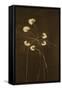 Night Blossoms I-Sarah Stockstill-Framed Stretched Canvas