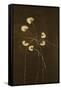 Night Blossoms I-Sarah Stockstill-Framed Stretched Canvas