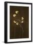 Night Blossoms I-Sarah Stockstill-Framed Art Print