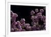 Night Blossoms-Steven Maxx-Framed Photographic Print