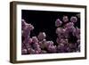 Night Blossoms-Steven Maxx-Framed Photographic Print