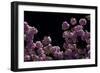 Night Blossoms-Steven Maxx-Framed Photographic Print