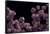 Night Blossoms-Steven Maxx-Framed Stretched Canvas