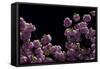 Night Blossoms-Steven Maxx-Framed Stretched Canvas