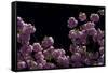 Night Blossoms-Steven Maxx-Framed Stretched Canvas