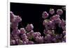 Night Blossoms-Steven Maxx-Framed Photographic Print