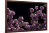 Night Blossoms-Steven Maxx-Framed Photographic Print