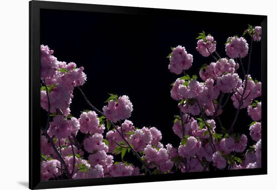 Night Blossoms-Steven Maxx-Framed Photographic Print