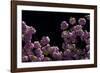Night Blossoms-Steven Maxx-Framed Photographic Print