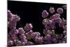 Night Blossoms-Steven Maxx-Mounted Photographic Print