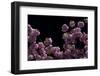 Night Blossoms-Steven Maxx-Framed Photographic Print