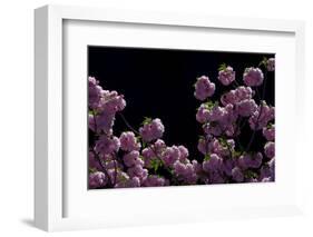 Night Blossoms-Steven Maxx-Framed Photographic Print