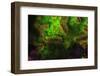 Night dive at Barrier Reef, Saint Georges Caye, Fluorescence, Belize, Central America-Stuart Westmorland-Framed Photographic Print