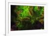 Night dive at Barrier Reef, Saint Georges Caye, Fluorescence, Belize, Central America-Stuart Westmorland-Framed Photographic Print