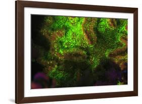 Night dive at Barrier Reef, Saint Georges Caye, Fluorescence, Belize, Central America-Stuart Westmorland-Framed Photographic Print