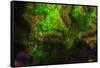 Night dive at Barrier Reef, Saint Georges Caye, Fluorescence, Belize, Central America-Stuart Westmorland-Framed Stretched Canvas