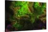 Night dive at Barrier Reef, Saint Georges Caye, Fluorescence, Belize, Central America-Stuart Westmorland-Stretched Canvas