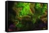 Night dive at Barrier Reef, Saint Georges Caye, Fluorescence, Belize, Central America-Stuart Westmorland-Framed Stretched Canvas