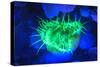 Night dive at Barrier Reef, Saint Georges Caye, Fluorescence, Belize, Central America-Stuart Westmorland-Stretched Canvas