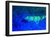 Night dive at Barrier Reef, Saint Georges Caye, Fluorescence, Belize, Central America-Stuart Westmorland-Framed Photographic Print