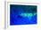 Night dive at Barrier Reef, Saint Georges Caye, Fluorescence, Belize, Central America-Stuart Westmorland-Framed Photographic Print