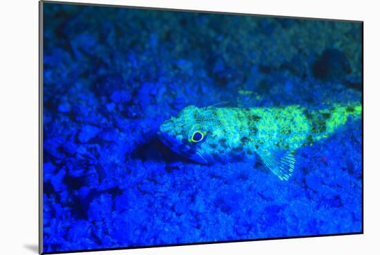 Night dive at Barrier Reef, Saint Georges Caye, Fluorescence, Belize, Central America-Stuart Westmorland-Mounted Photographic Print