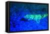 Night dive at Barrier Reef, Saint Georges Caye, Fluorescence, Belize, Central America-Stuart Westmorland-Framed Stretched Canvas