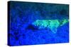 Night dive at Barrier Reef, Saint Georges Caye, Fluorescence, Belize, Central America-Stuart Westmorland-Stretched Canvas