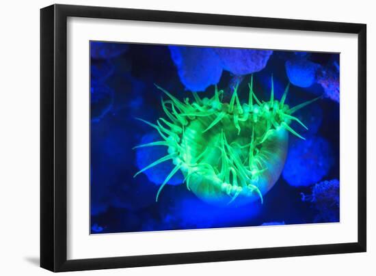 Night dive at Barrier Reef, Saint Georges Caye, Fluorescence, Belize, Central America-Stuart Westmorland-Framed Premium Photographic Print